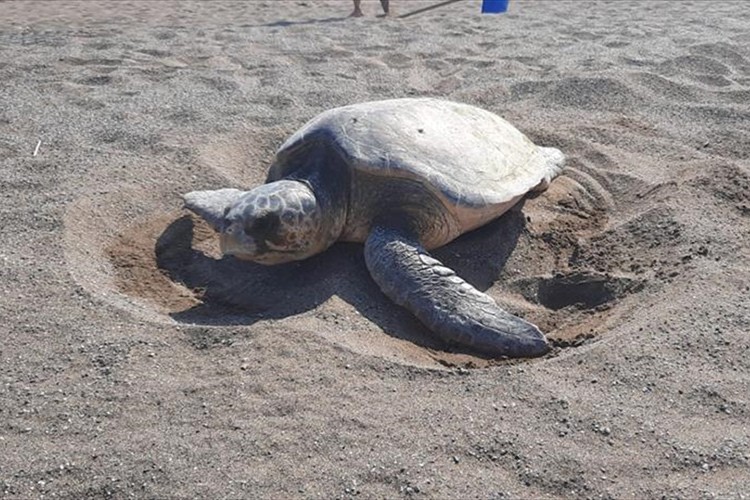 Koruma çabaları sayesinde deniz kaplumbağası sayısı artıyor