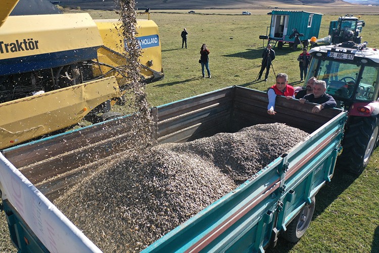 Kars'ta ekilen yağlık ayçiçeği üreticisini sevindirdi