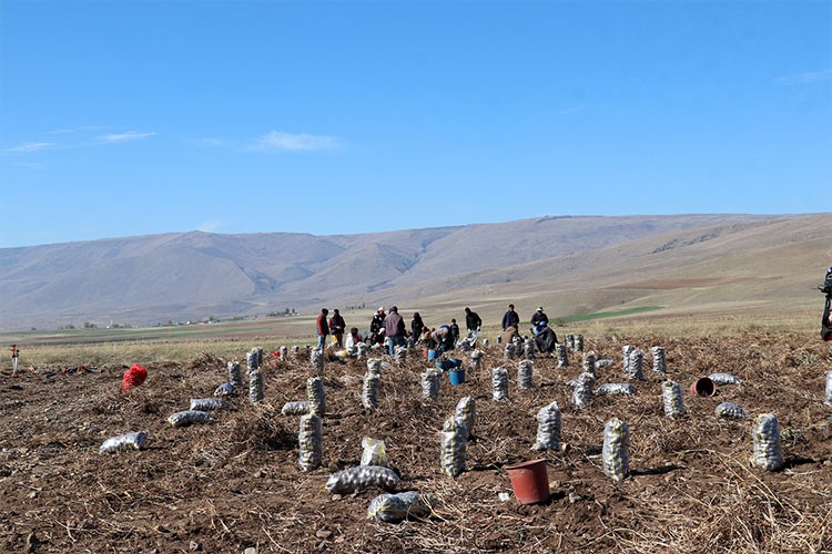 Pasinler Ovası'nın yeni ürünü mor patates oldu