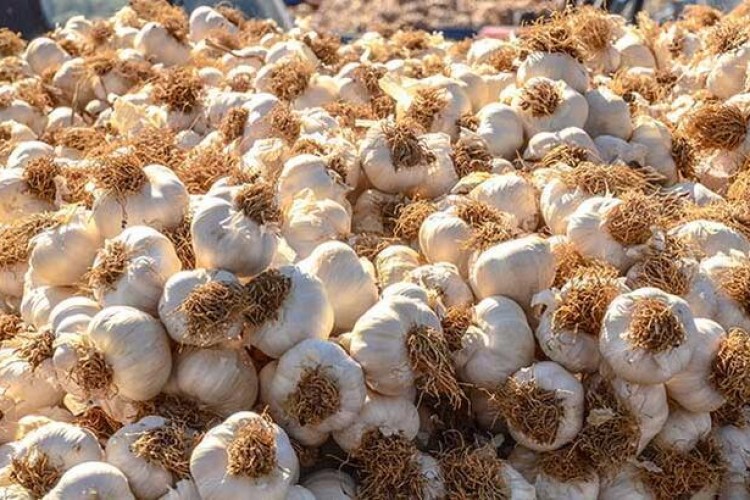 Taşköprü sarımsağı Kastamonu'da satışa sunuldu