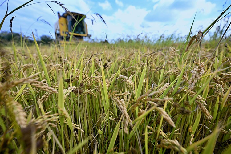 Üreticilere devlet desteği tescili Konuralp pirincinin ekim alanını artırdı