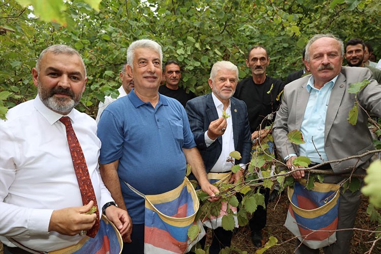Trabzon'da coğrafi işaretli "Arsin Foşa fındığı" hasadı başladı