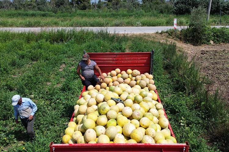 Bafra'da yetiştirilen Süheyla kavununda hasat sürüyor