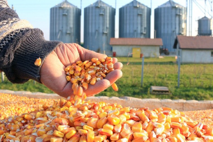 Mısır ithalatında tarife kontenjanı uygulanacak
