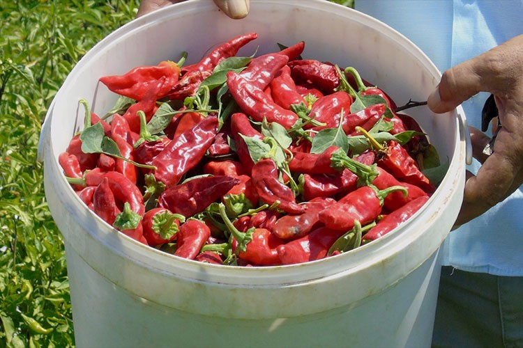 Gaziantep'te sofralık kırmızı biber hasadı başladı