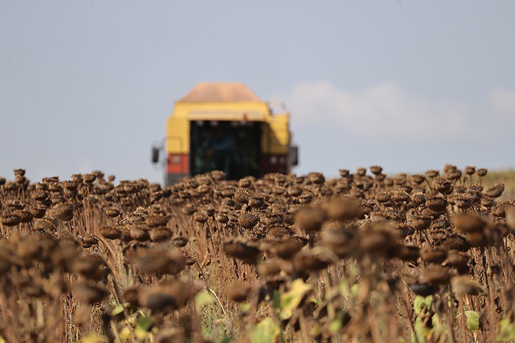 "Doğanın sarı gelini" ayçiçeğinde hasat başladı