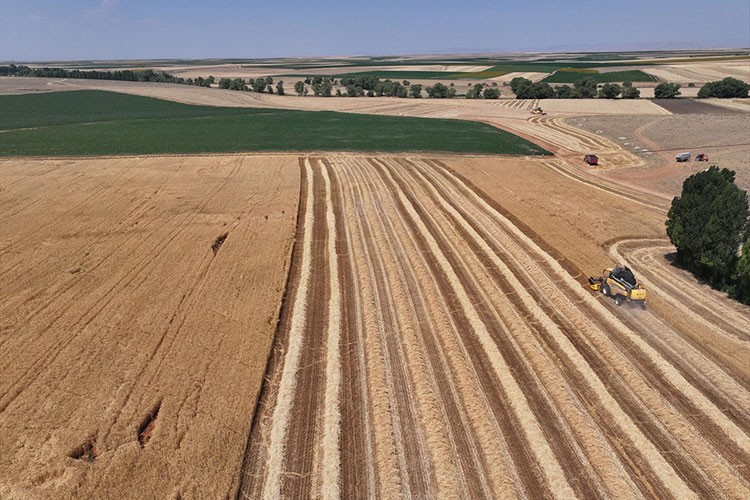 Buğdayda yüzde 15, arpada yüzde 30 rekolte kaybı bekleniyor