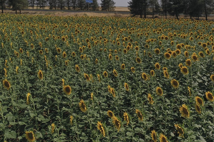 Ayçiçeğinde 18 bin ton rekolte bekleniyor