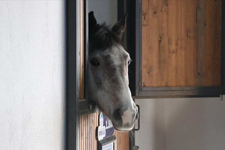 Atlara "beş yıldızlı" otel hizmeti