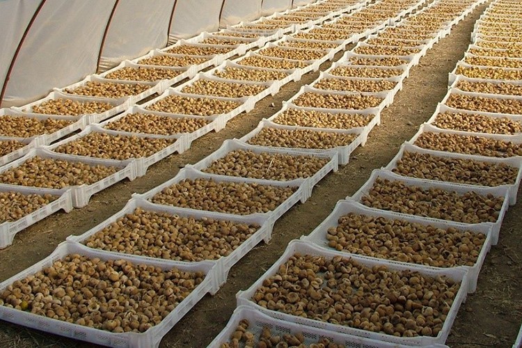 Üreticilere 19 bin kerevet dağıtıldı