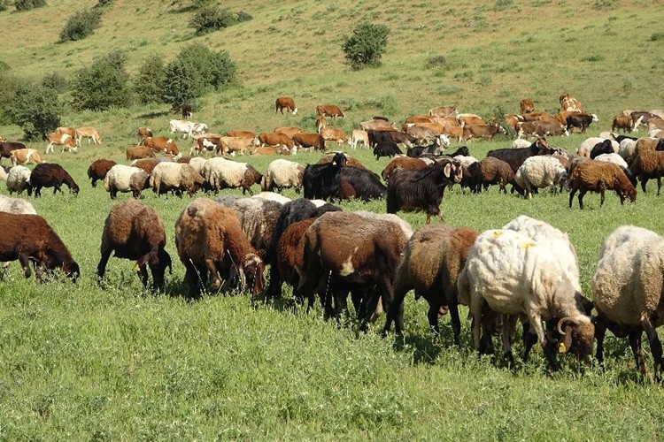 Sınır hattındaki otlaklar hayvan üretiminde değerlendiriliyor