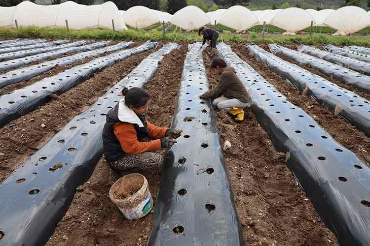Muğla'da tarıma gençlik aşısı