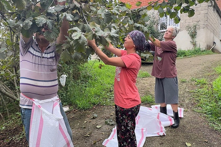 Trabzon ve Giresun'da fındık hasadına başlandı