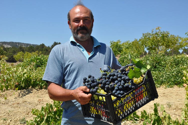 Mersin'de üzüm üreticisinin hasat mesaisi başladı