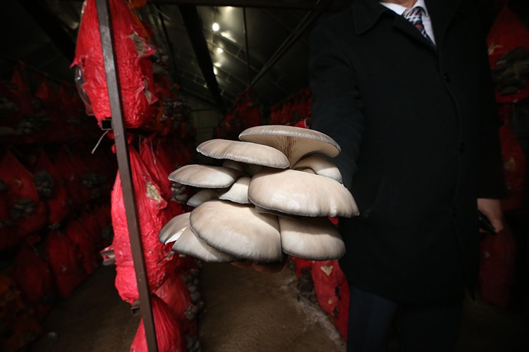 Yılda 4 ton istiridye mantarı üretiyor