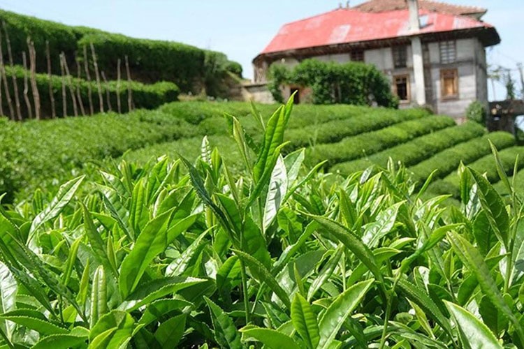 Yaş çaya kilogram başına verilecek fark ne kadar?..