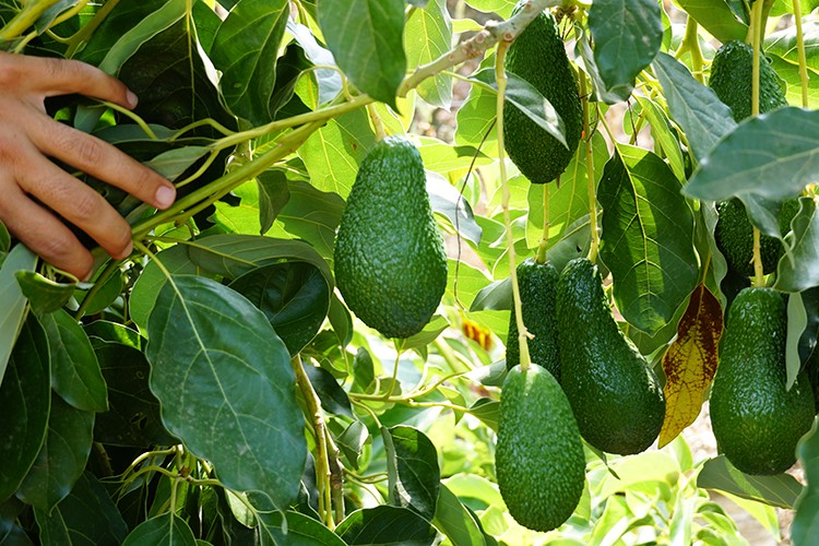 Hedef Avrupa pazarı