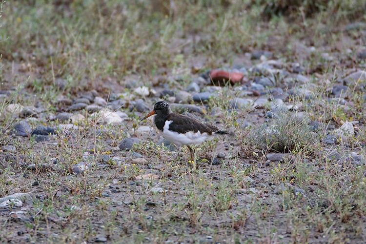 Kırmızı listedeki poyraz kuşları Iğdır'da görüntülendi