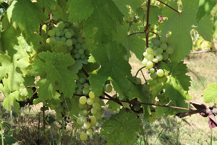 Safranbolu'nun üzüm ve domatesinde hasat zamanı