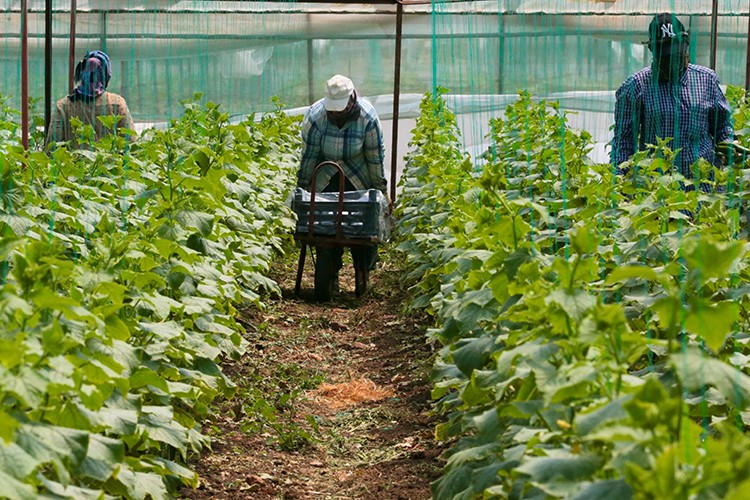 Depremzede çiftçiler hasat için serada