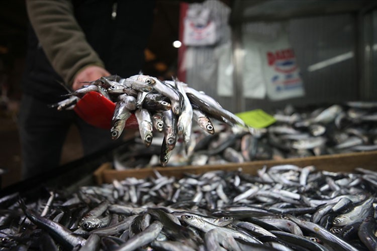Hamsi avcılığı limiti gemilerin özelliklerine göre belirlenecek