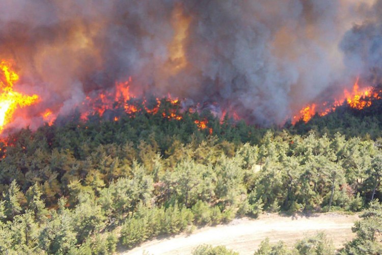 Orman yangınlarının yüzde 80'i ihmal, dikkatsizlik ve kaza sonucu çıktı