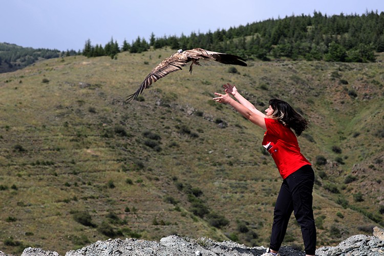 Zehirlendiği düşünülen akbabalar tedavilerinin ardından doğaya bırakıldı