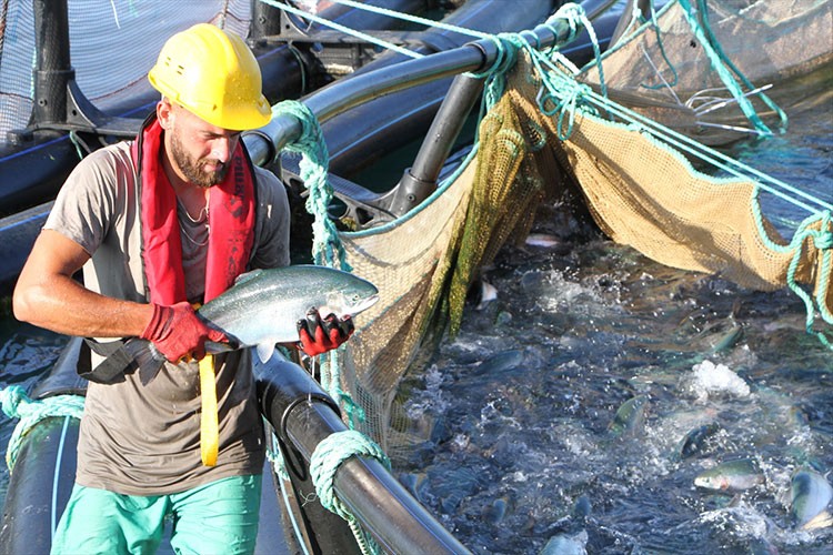 973 milyon 820 bin dolarlık su ürünleri ihraç edildi