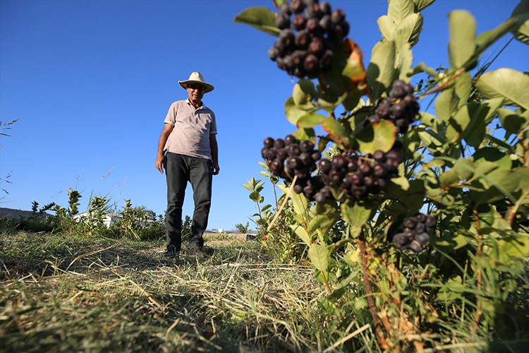 Kanserden kaybettiği eşi için sağlayamadığı aronyanın üretimini yapıyor