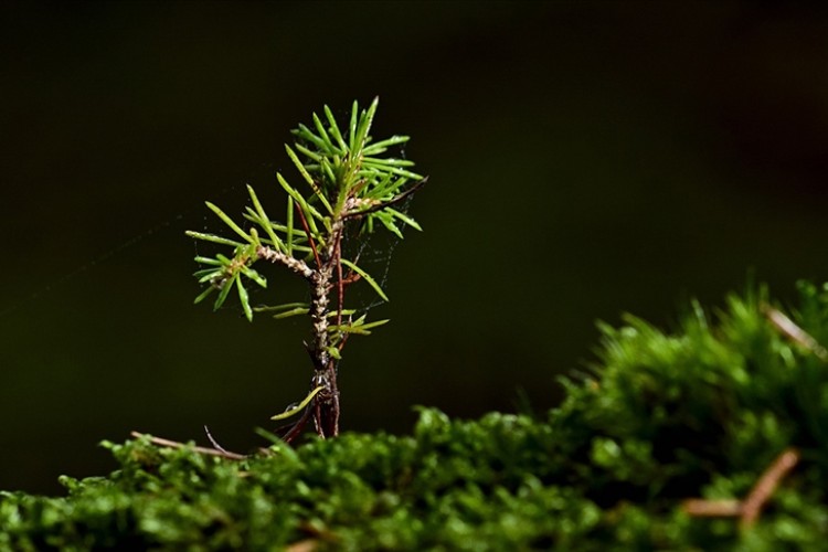 Ormancılık yatırımlarında fidan üretimine odaklanıldı