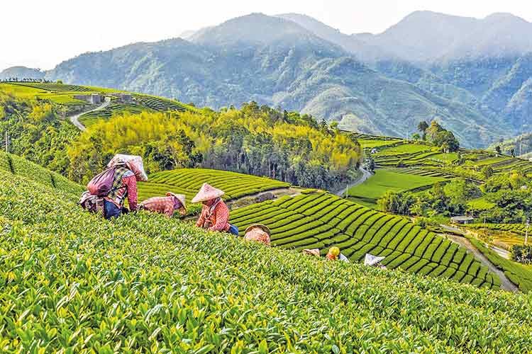 Gezgin destinasyonu Seylan Adası'na yolculuk