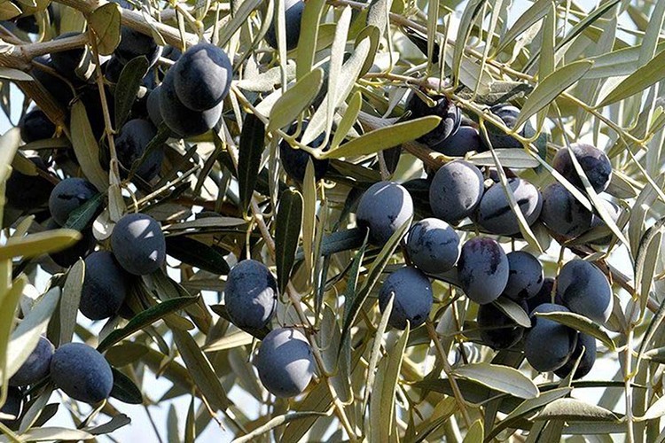 Dörtte biri Almanya'ya