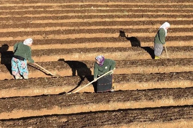 OGM'den köylüye 3,3 milyar TL