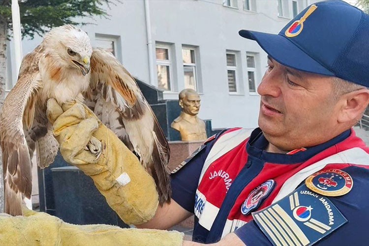 Yozgat'ta jandarmanın yaralı halde bulduğu şahin tedaviye alındı