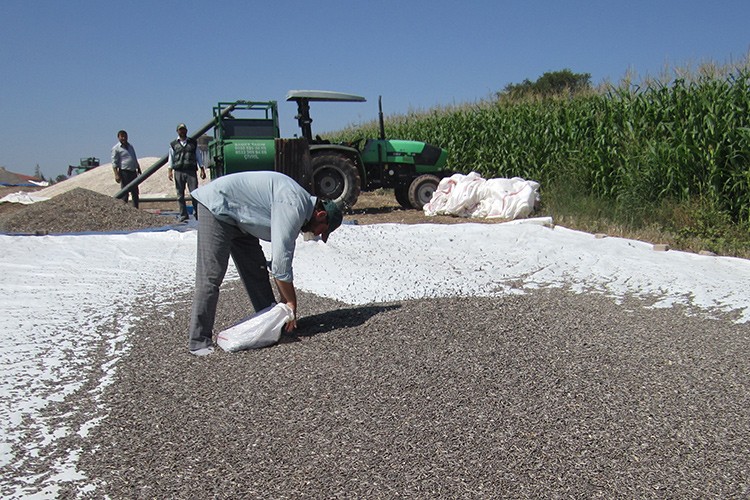 Ay çekirdeği hasadı başladı
