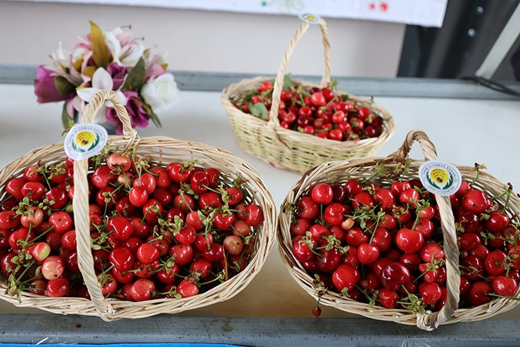 Dünya'nın kirazı Kemalpaşa'dan gidecek