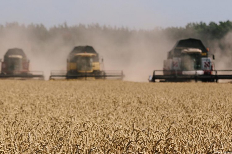 Ukrayna'da buğday üretimi üçte bir azalacak