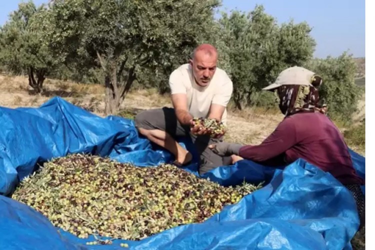 Hatay Arsuz'da halhalı zeytininin hasadı sürüyor