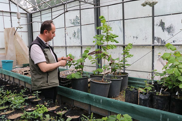 Fındık bahçelerinde maliyeti düşürmeyi hedefliyorlar