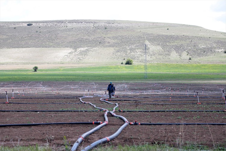 Pancar üreticilerine 'yağmurlama' desteği