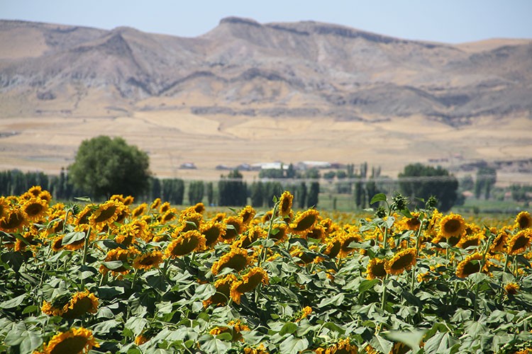 Kayseri'de çerezlik ayçiçeği ekim alanları yaygınlaşıyor