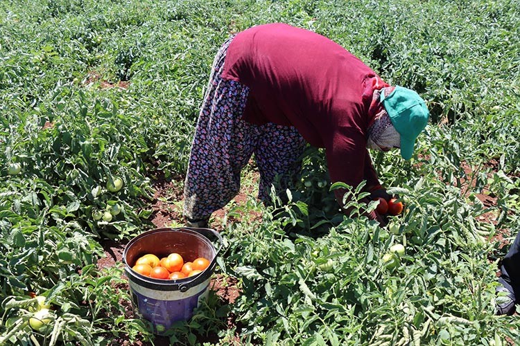 Kilis'te bu sezon domates verimi yüksek