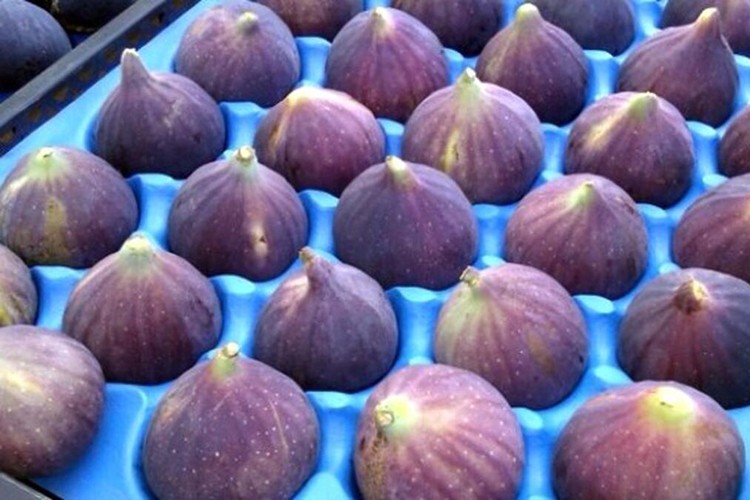 Bursa siyahı ümit verdi