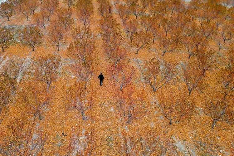 5 bin dönümlük bahçenin zararı TARSİM tarafından karşılandı