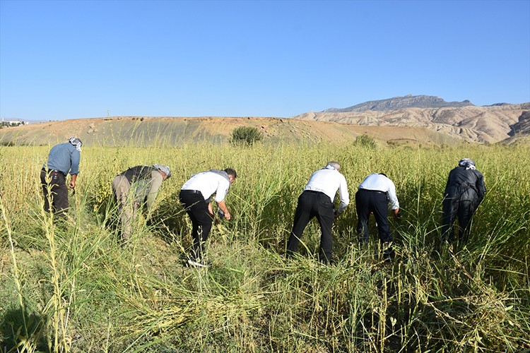 Dergul tahini tescillenince Şırnak'ta susam üretim alanı arttı
