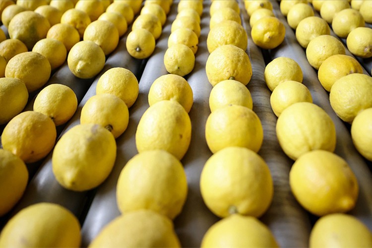 Irak, Türk limonuna talepte Rusya'yı geride bıraktı