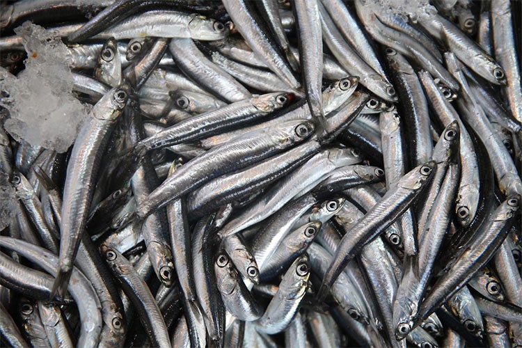 Ordu'da hamsinin kilogramı 250 liradan satılıyor