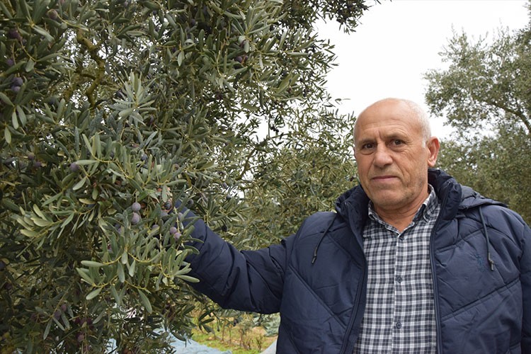 Mikroklima etkisine sahip zeytinler hasat ediliyor