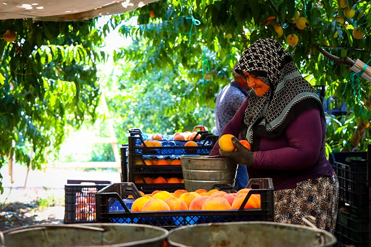 AB tescilli Bursa şeftalisi Avrupa sofralarında daha fazla yer alacak