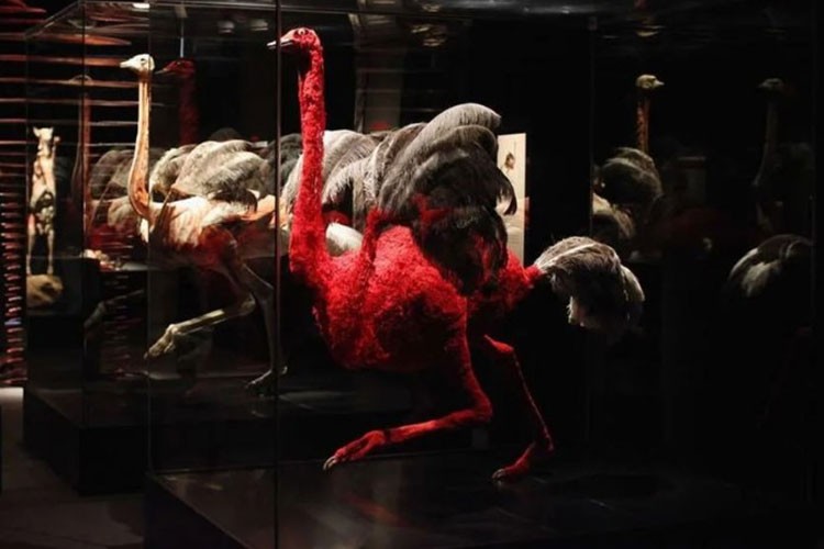 Modern Nuh'un Gemisi gibi